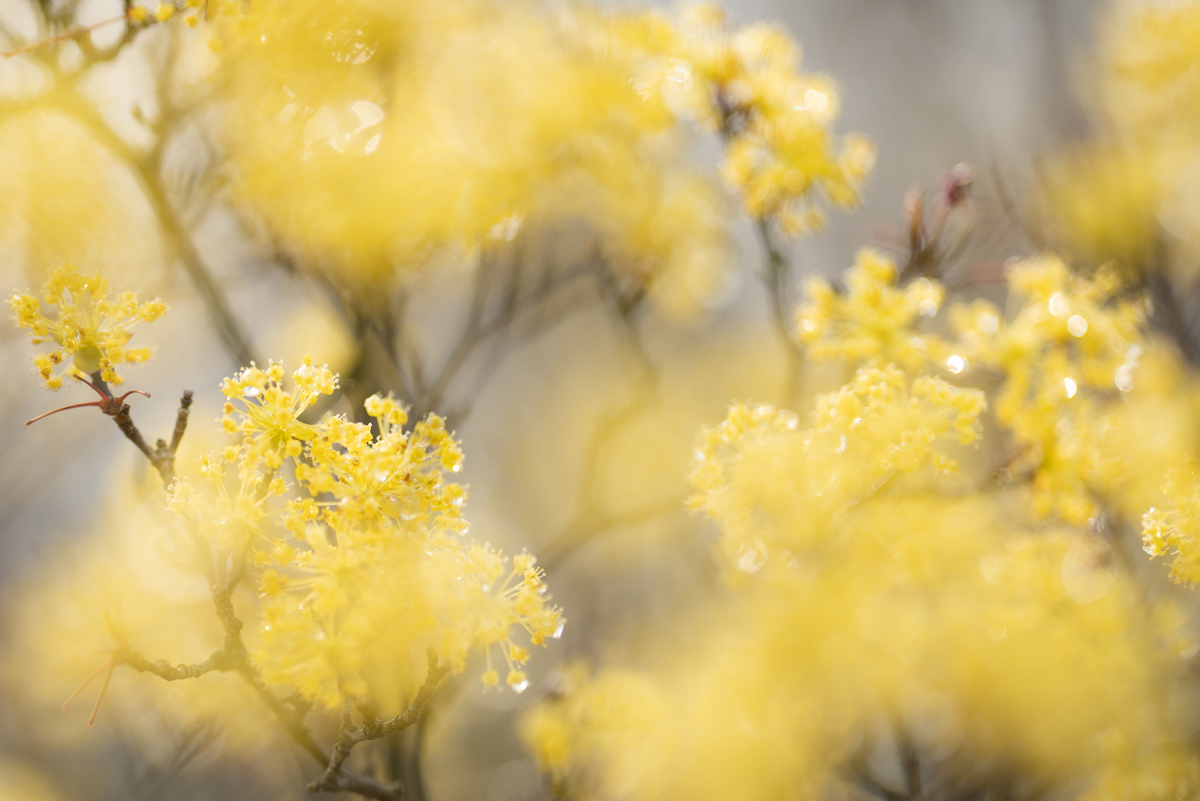 f:id:Paradisia:20190327075544j:plain f:id:Paradisia:20190327075544j:plain