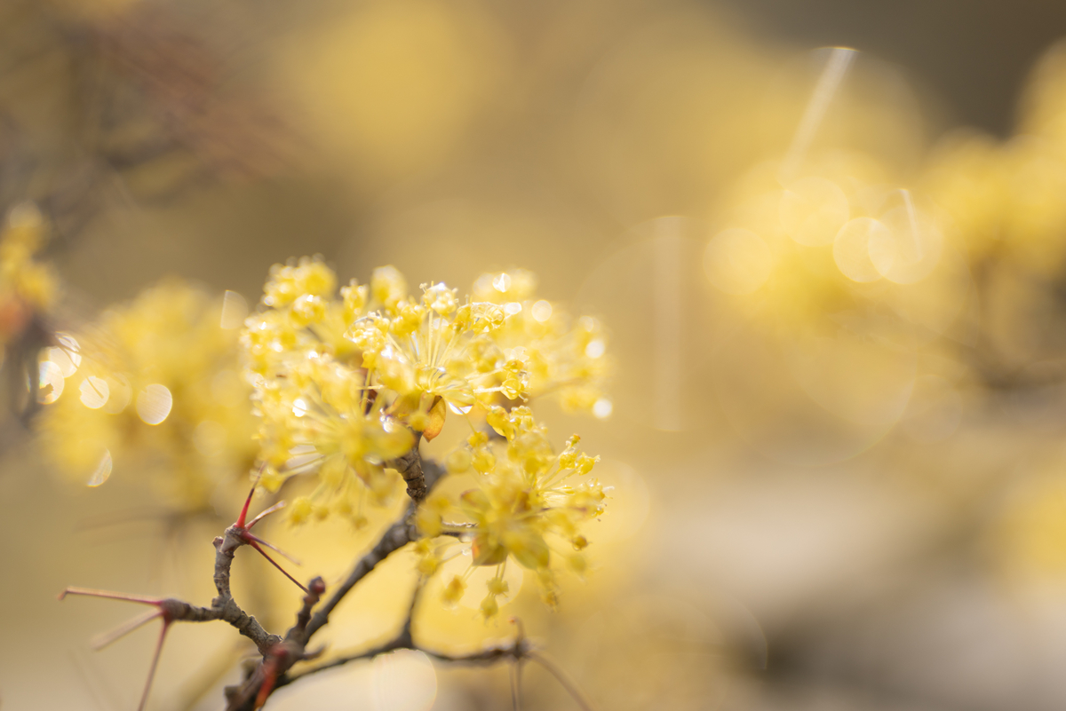f:id:Paradisia:20190327075603j:plain f:id:Paradisia:20190327075603j:plain