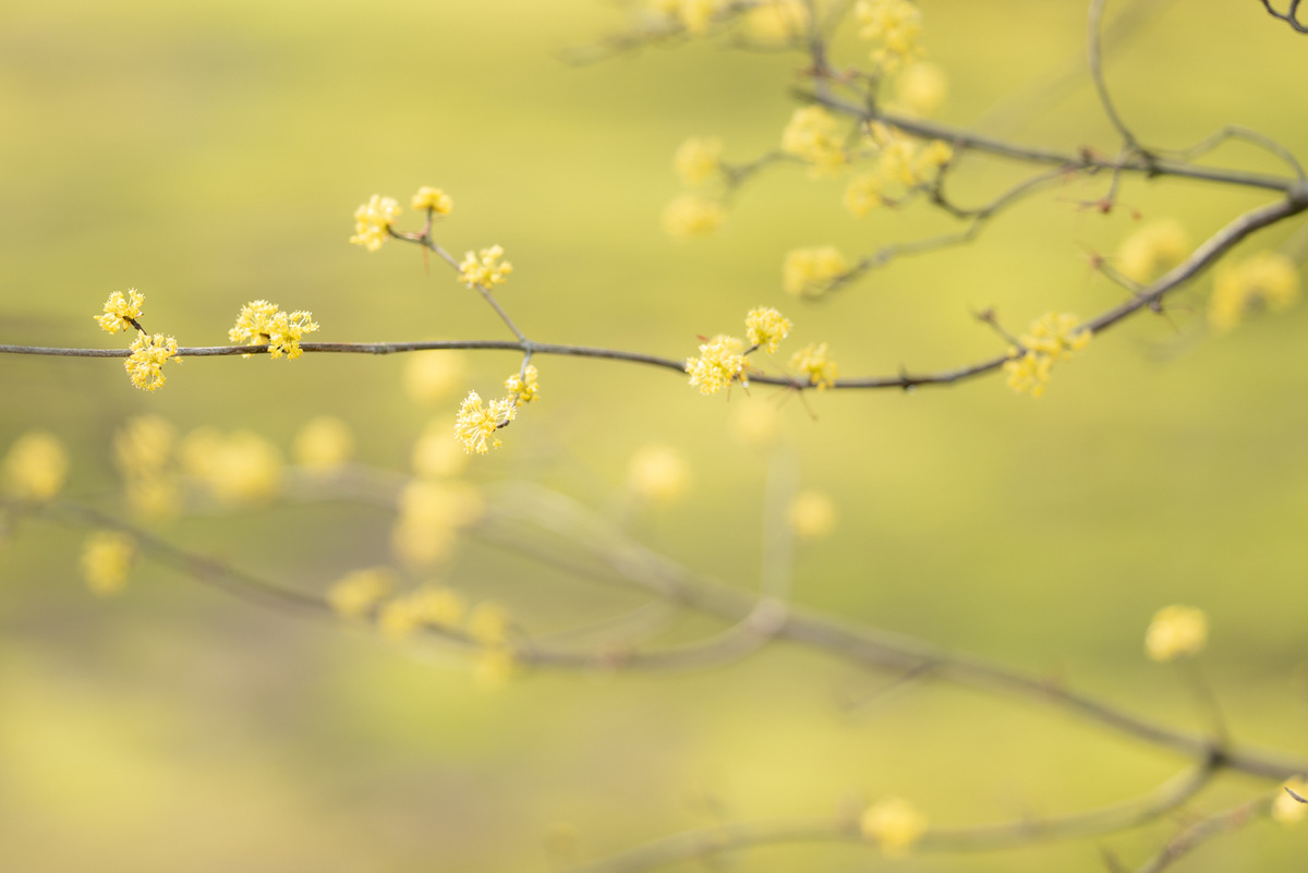 f:id:Paradisia:20190327075644j:plain