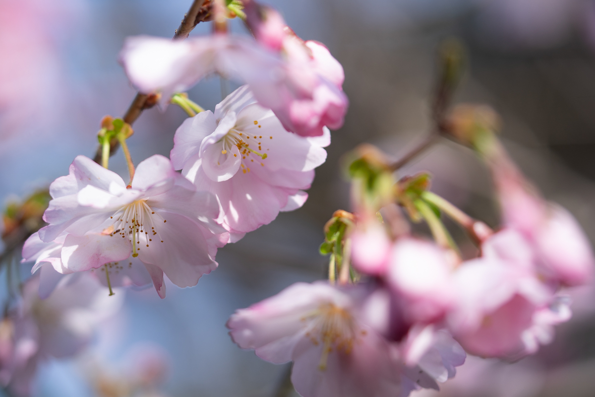 f:id:Paradisia:20190327103224j:plain