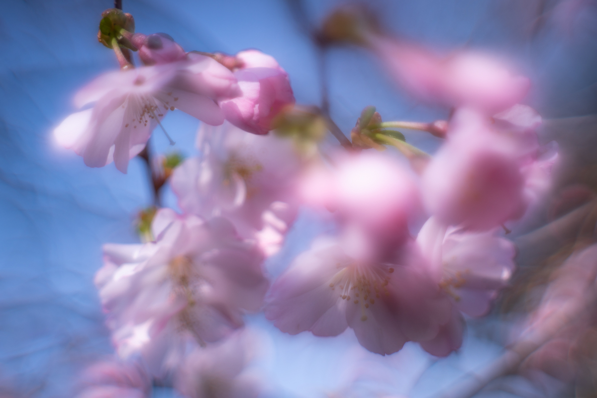f:id:Paradisia:20190327103317j:plain