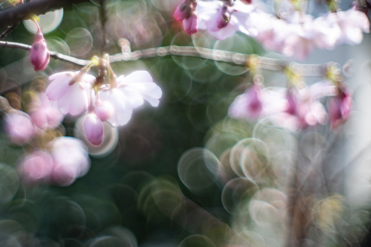 f:id:Paradisia:20190327103506j:plain