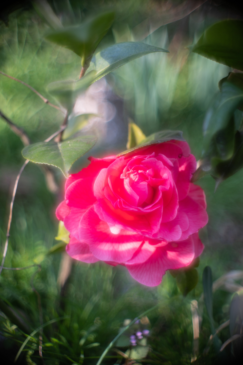 f:id:Paradisia:20190327182253j:plain