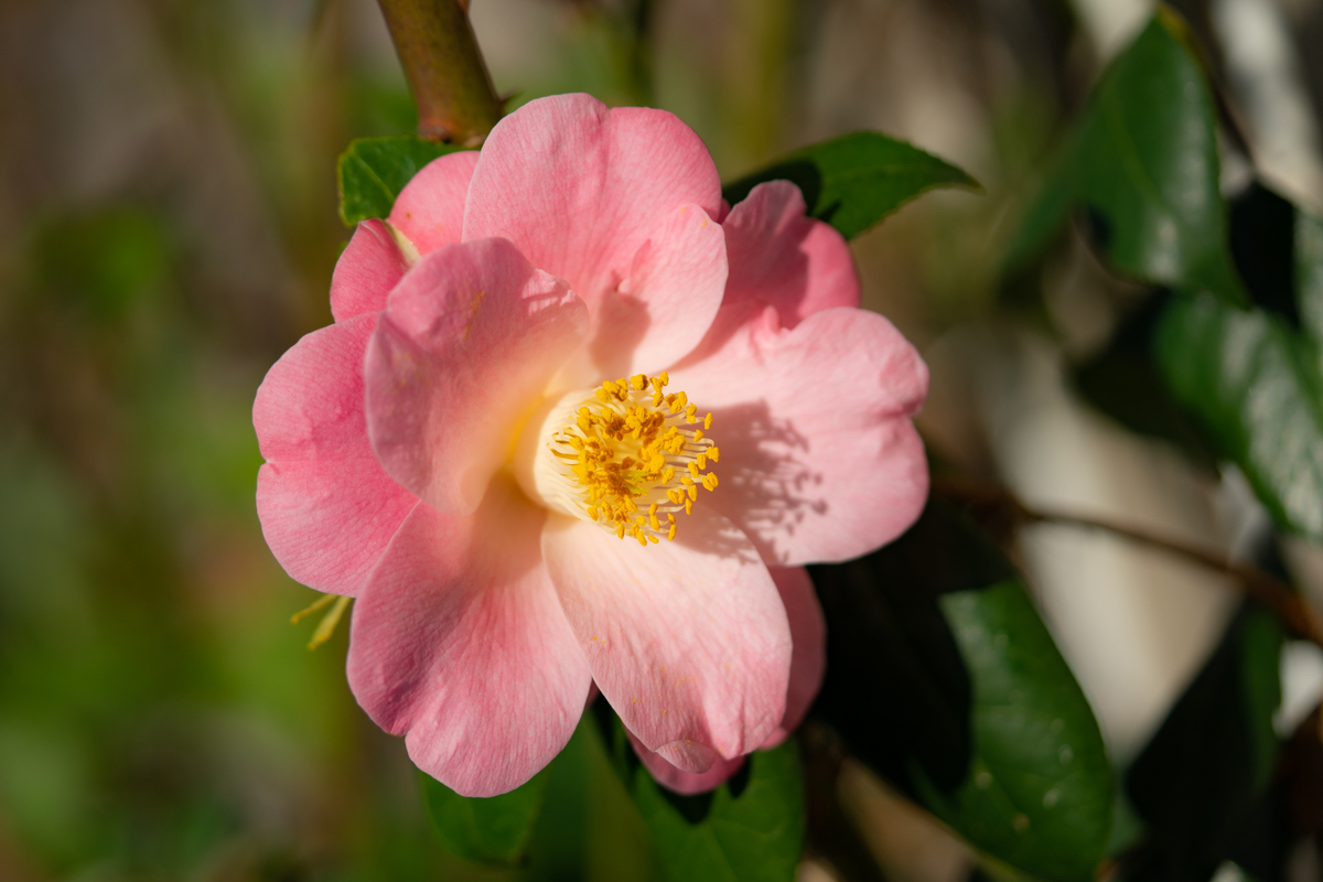 f:id:Paradisia:20190327182403j:plain