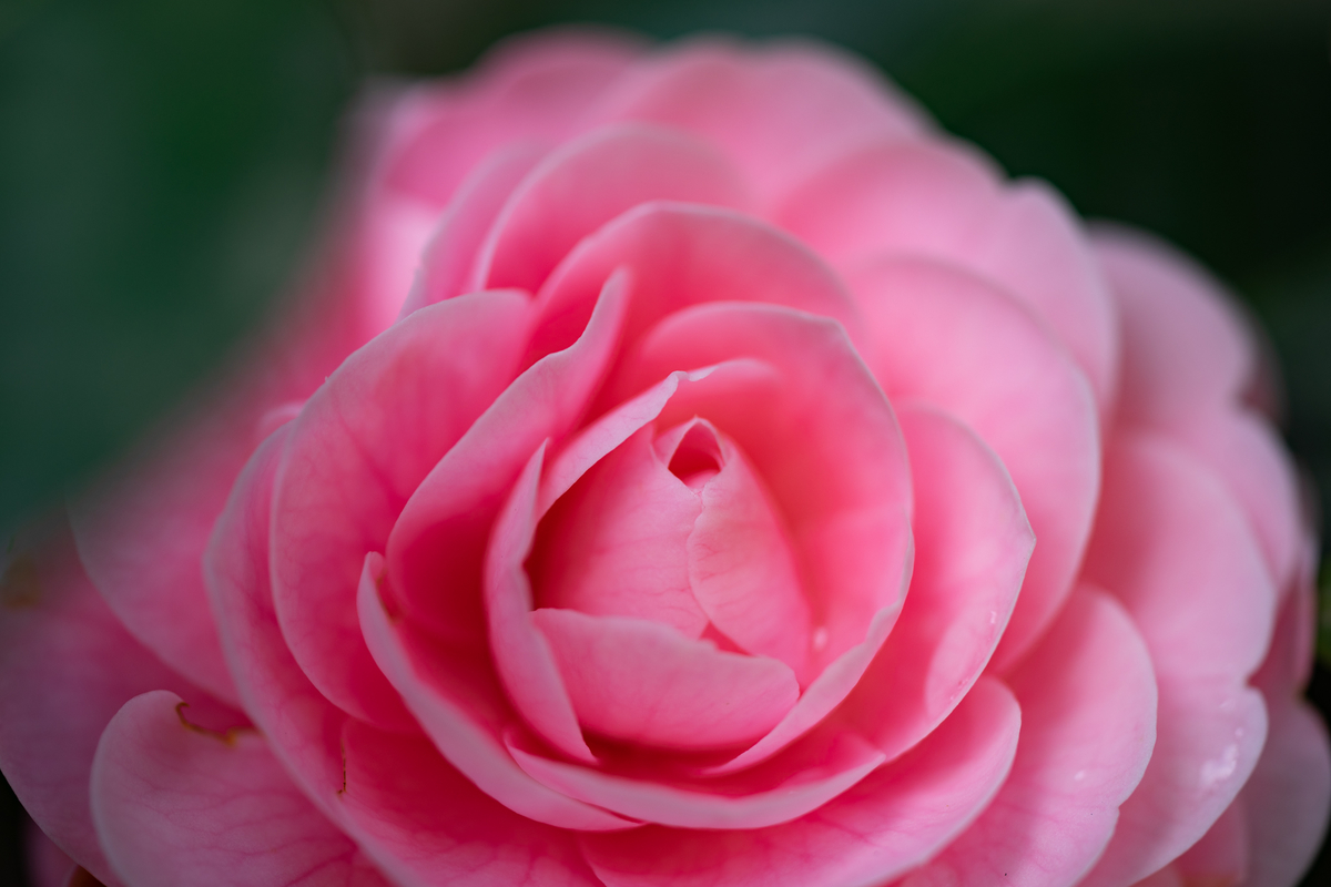 f:id:Paradisia:20190327182423j:plain