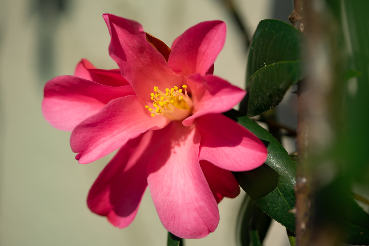 f:id:Paradisia:20190327183228j:plain