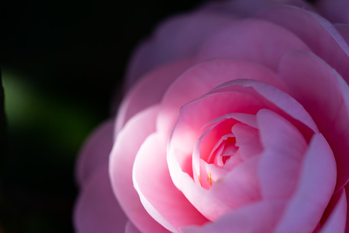 f:id:Paradisia:20190328063019j:plain