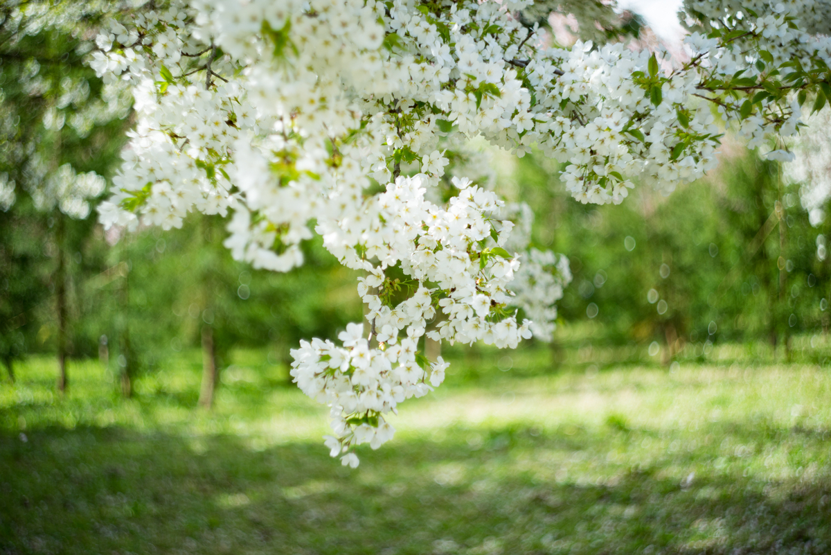 f:id:Paradisia:20190329120933j:plain f:id:Paradisia:20190329120933j:plain