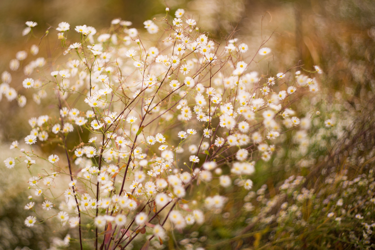 f:id:Paradisia:20190329121749j:plain f:id:Paradisia:20190329121749j:plain