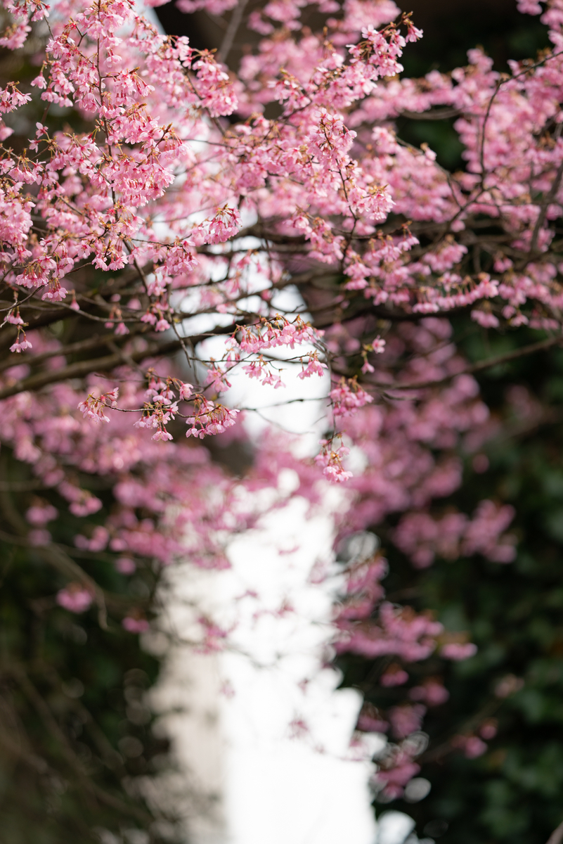 f:id:Paradisia:20190330200020j:plain
