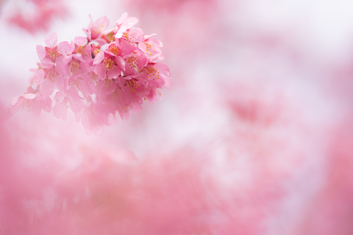 f:id:Paradisia:20190330200130j:plain f:id:Paradisia:20190330200130j:plain