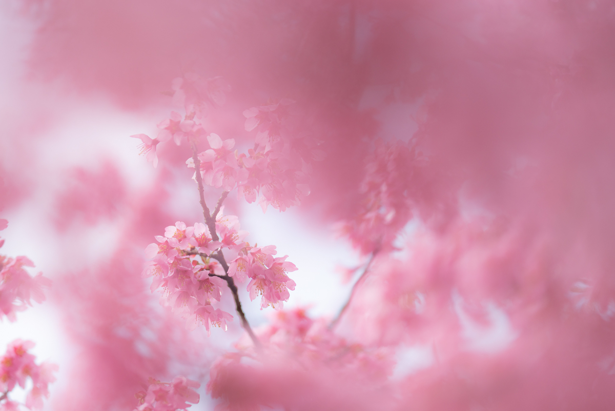 f:id:Paradisia:20190330200142j:plain f:id:Paradisia:20190330200142j:plain