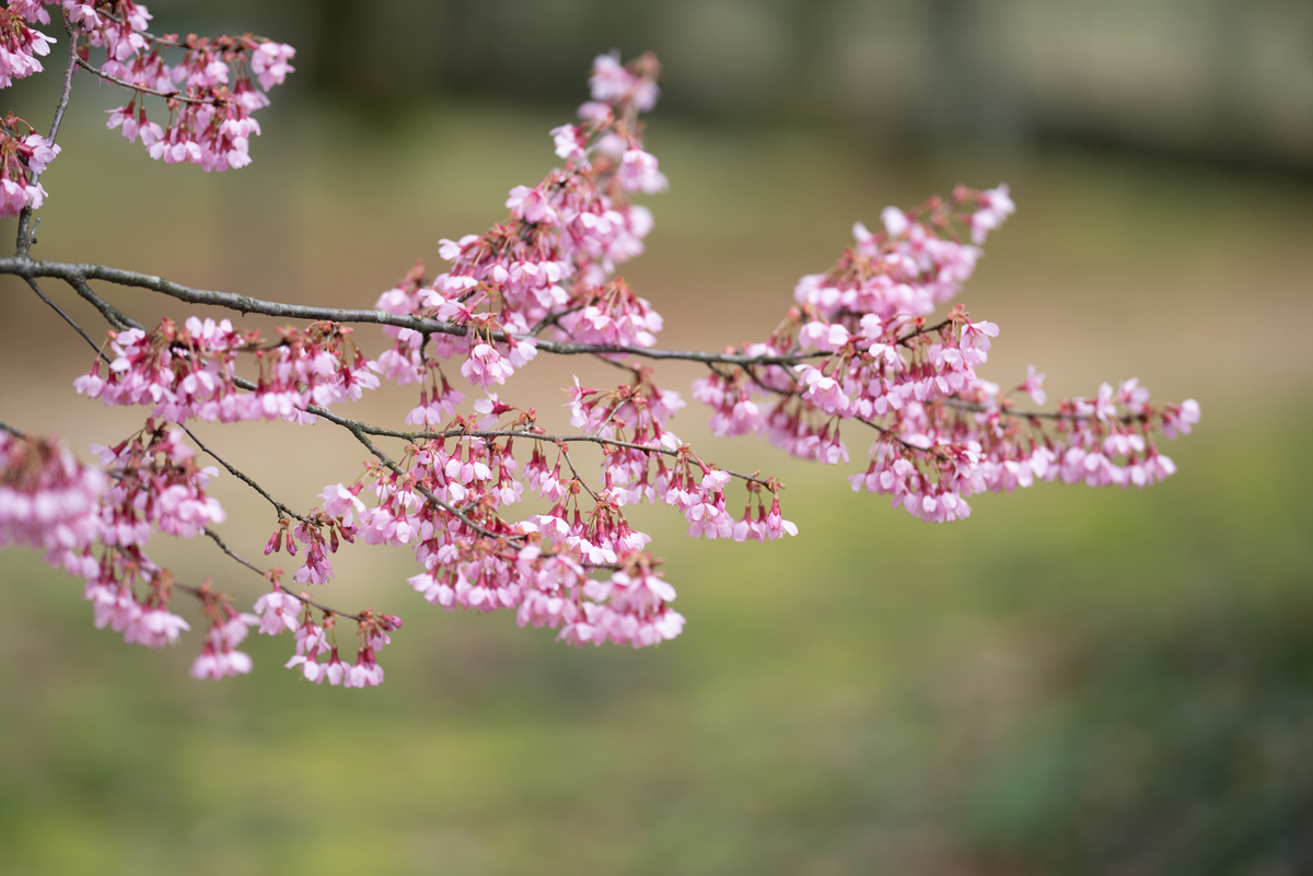 f:id:Paradisia:20190330200212j:plain
