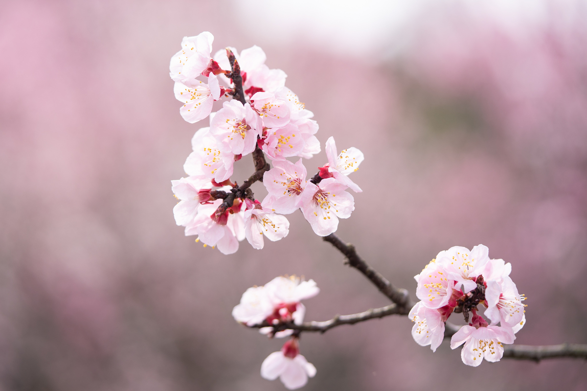 f:id:Paradisia:20190331114359j:plain