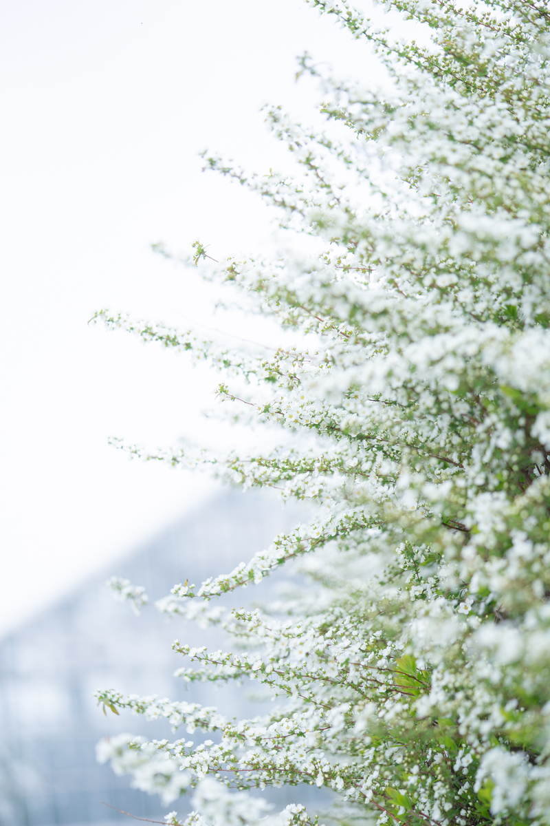 f:id:Paradisia:20190401175451j:plain