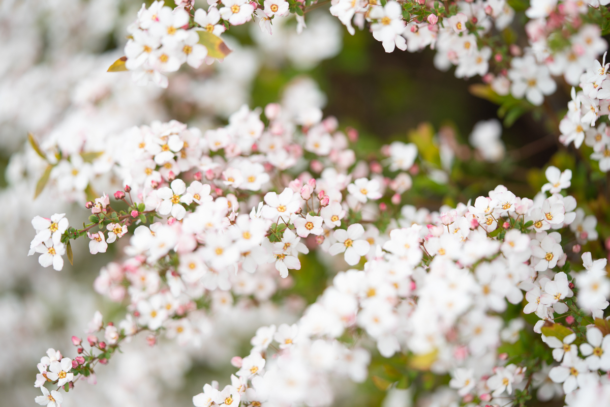 f:id:Paradisia:20190401175743j:plain
