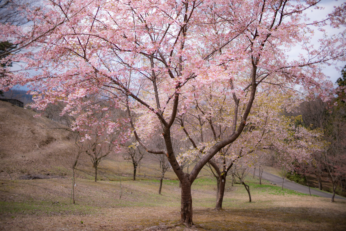 f:id:Paradisia:20190401181935j:plain