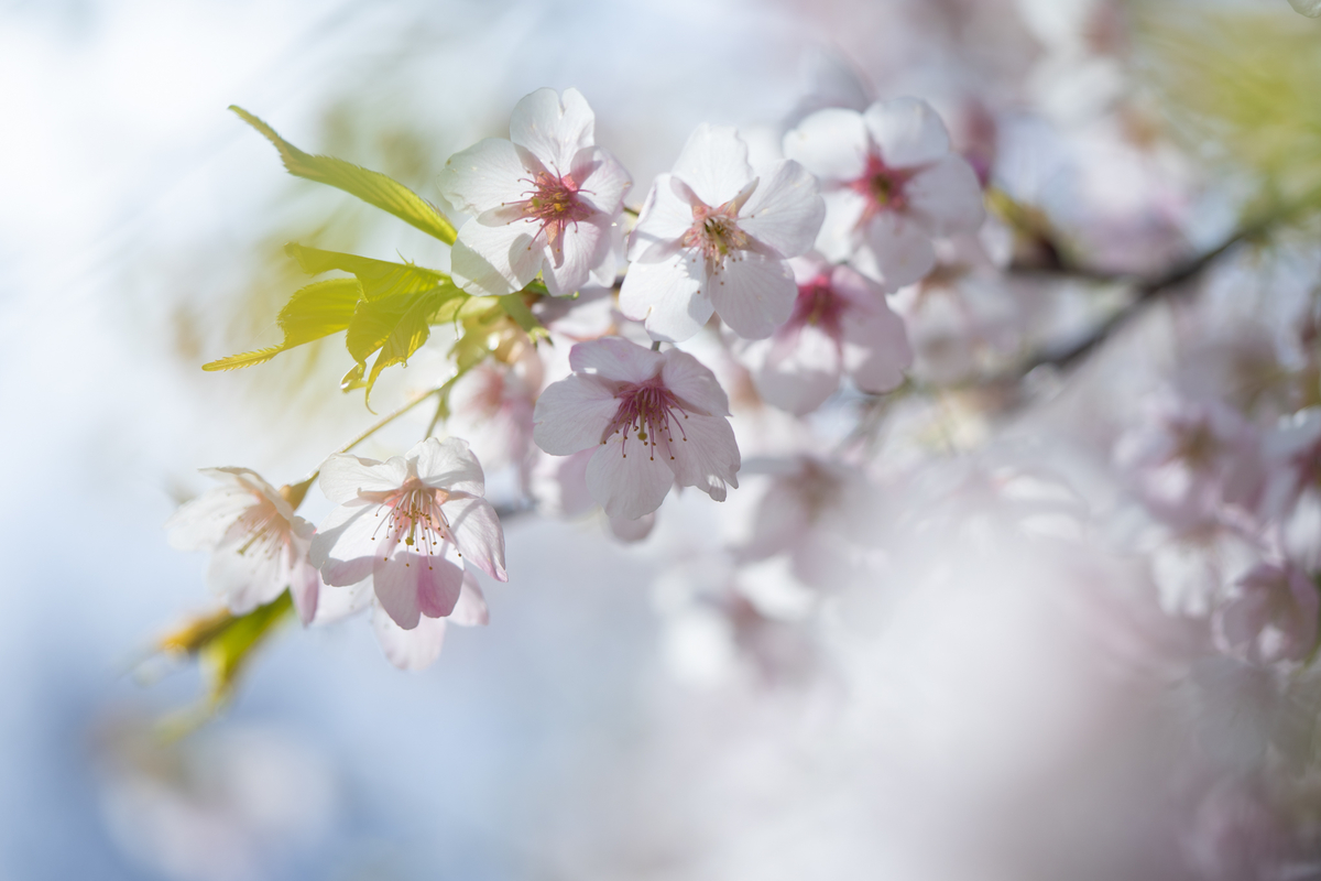 f:id:Paradisia:20190401182013j:plain