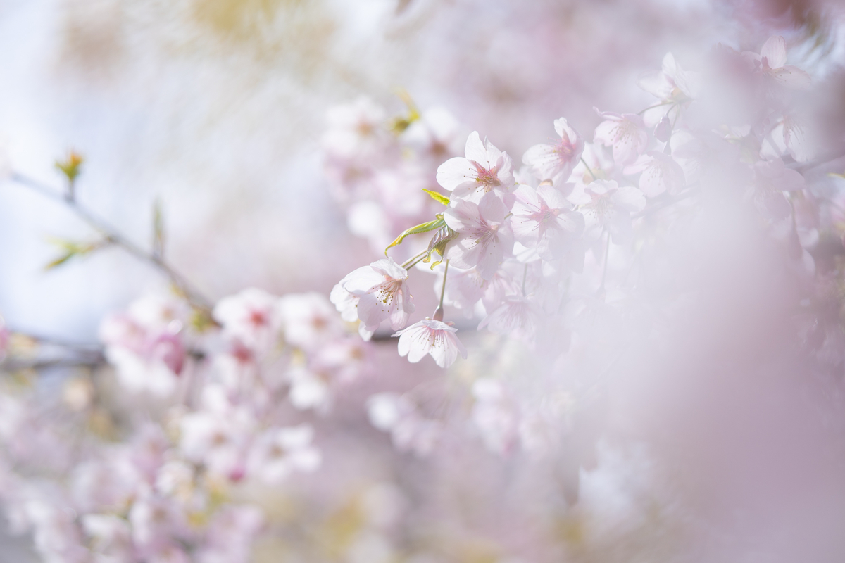 f:id:Paradisia:20190401182031j:plain
