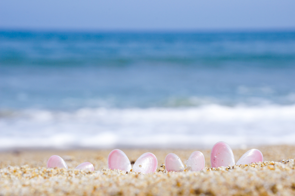 f:id:Paradisia:20190402065615j:plain f:id:Paradisia:20190402065615j:plain