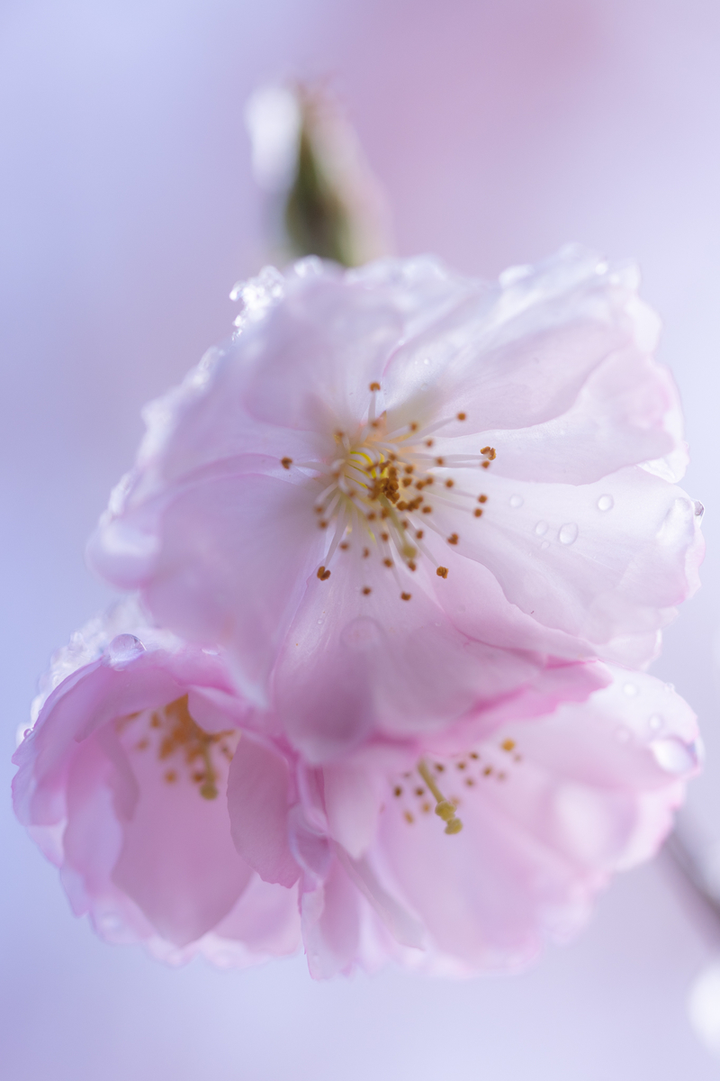 f:id:Paradisia:20190402175004j:plain