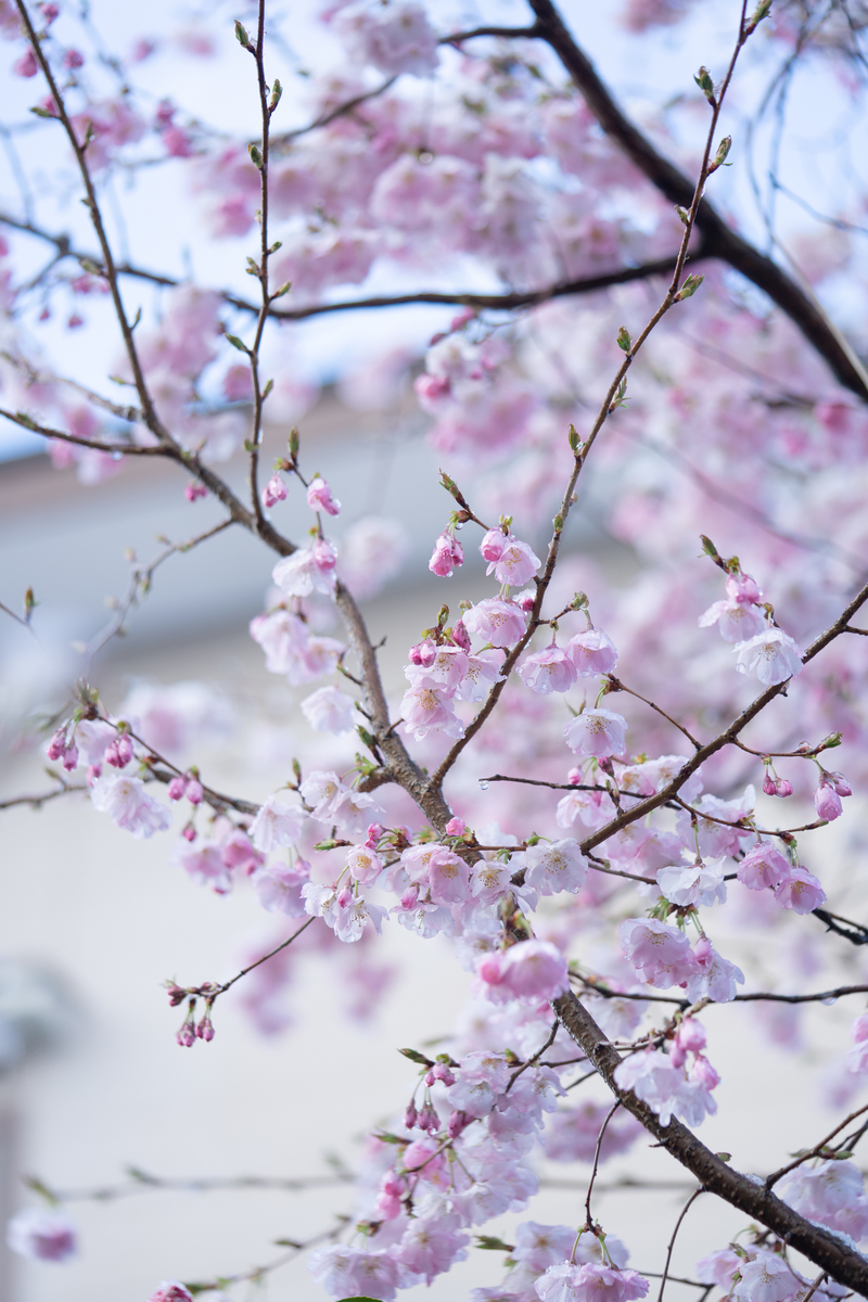 f:id:Paradisia:20190403061606j:plain