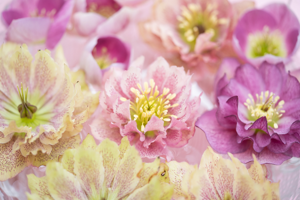 f:id:Paradisia:20190403125825j:plain