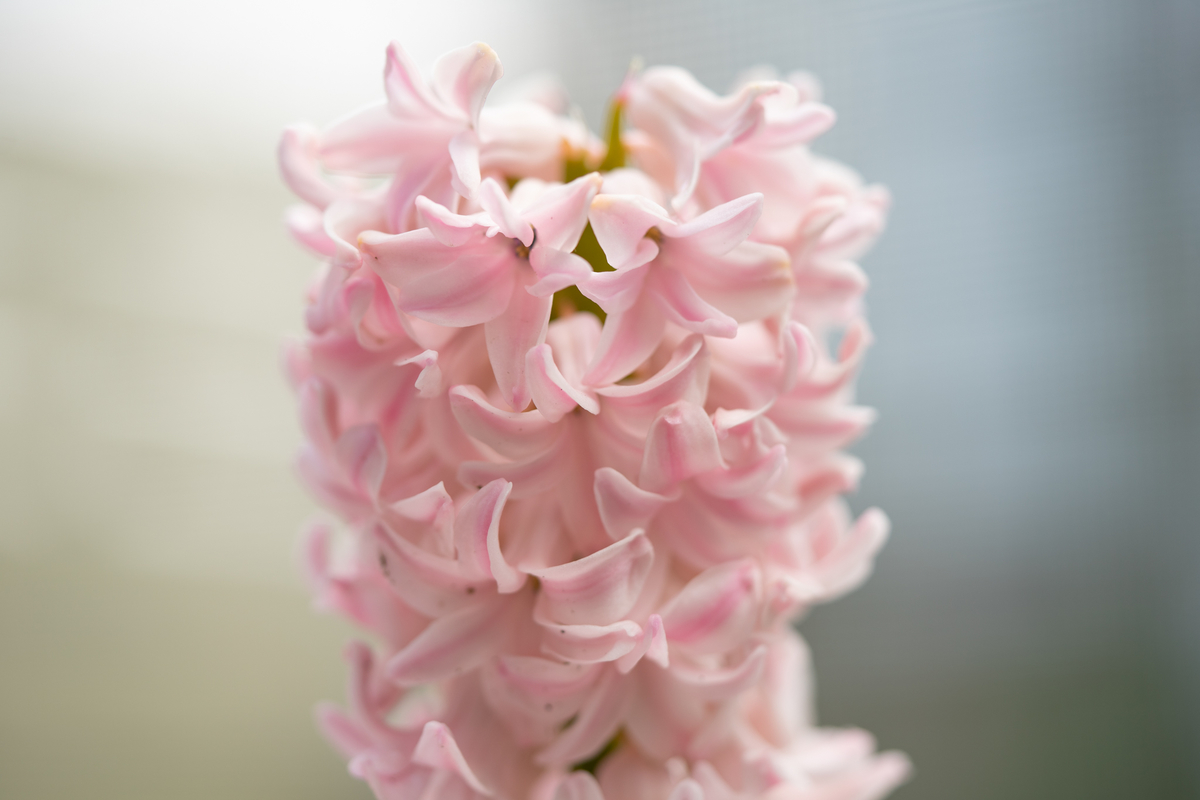 f:id:Paradisia:20190403153811j:plain