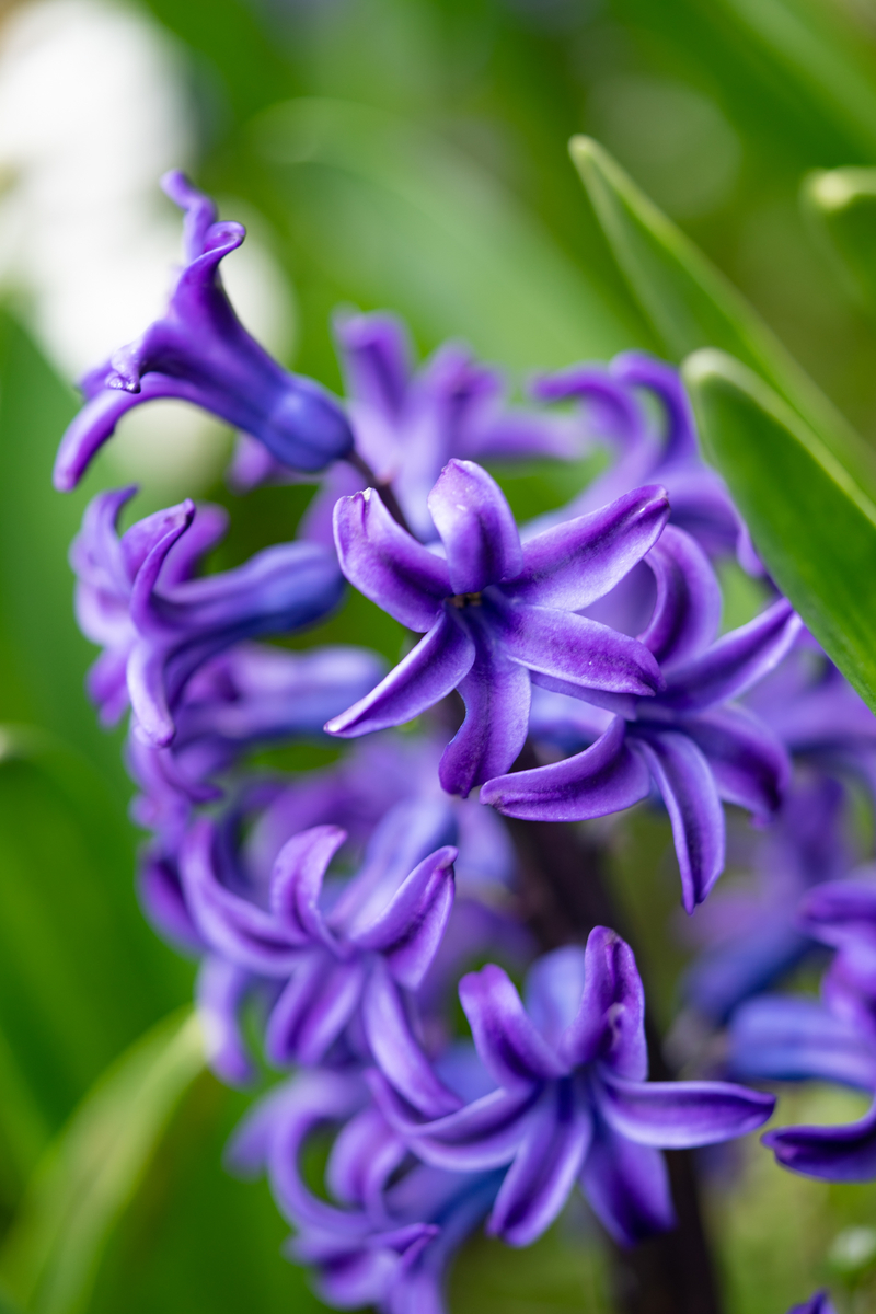 f:id:Paradisia:20190403153834j:plain f:id:Paradisia:20190403153834j:plain