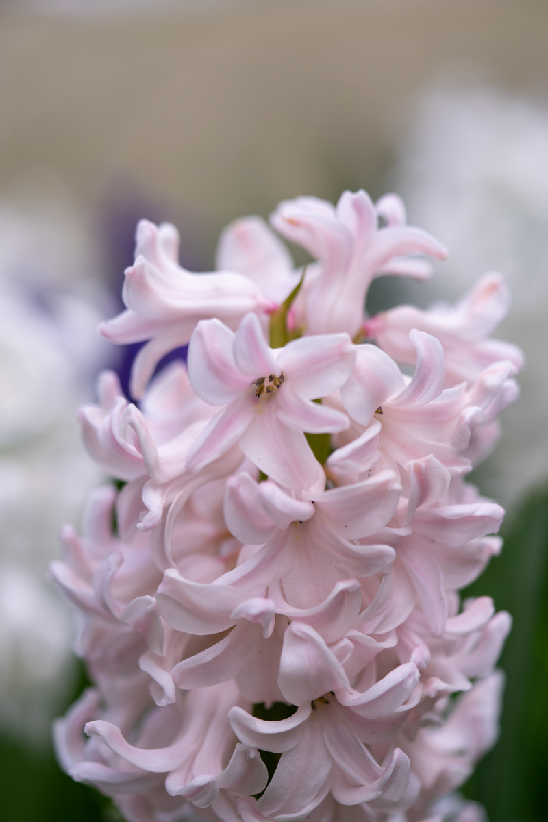 f:id:Paradisia:20190403153851j:plain f:id:Paradisia:20190403153851j:plain
