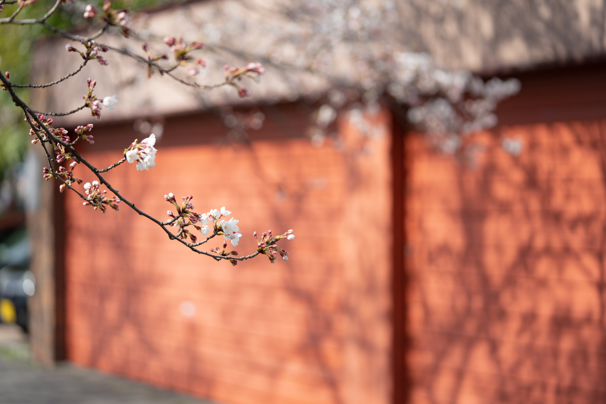 f:id:Paradisia:20190404164028j:plain