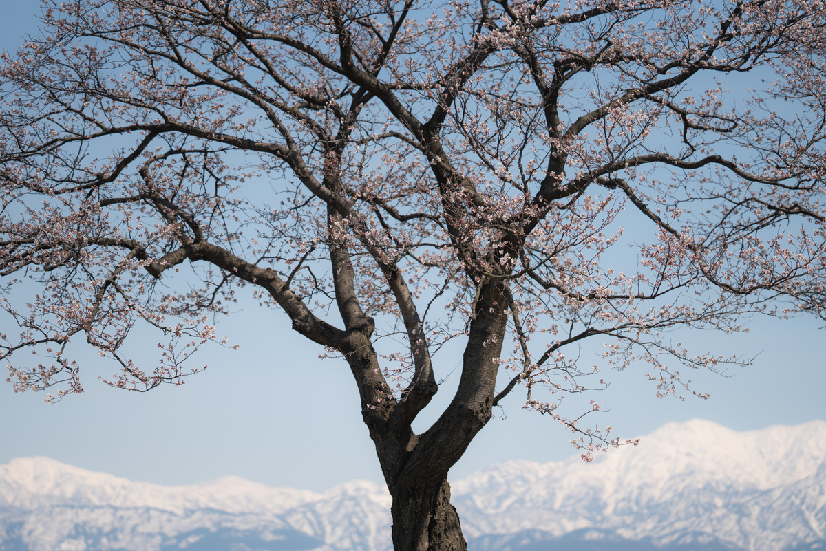 f:id:Paradisia:20190405185821j:plain