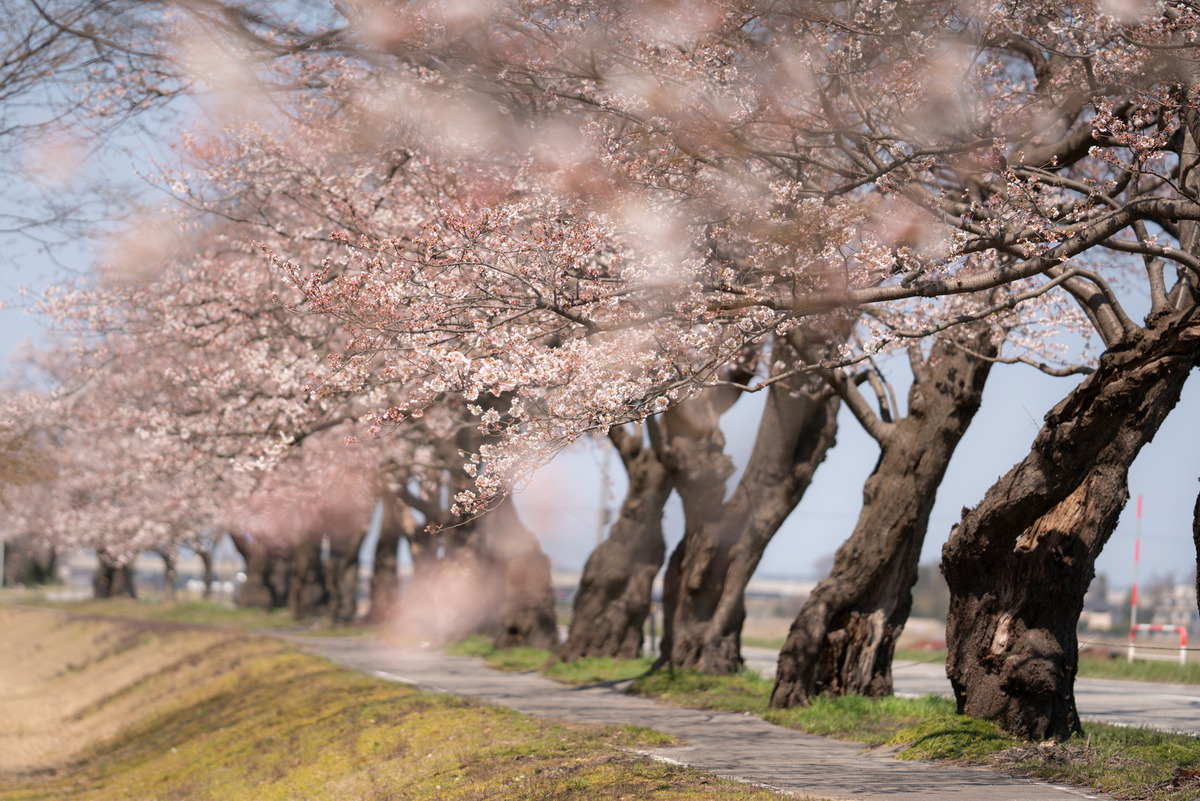f:id:Paradisia:20190405185942j:plain