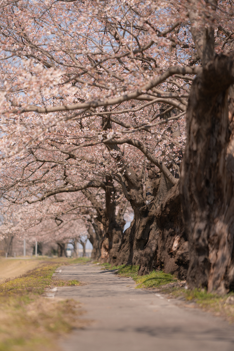 f:id:Paradisia:20190405190026j:plain