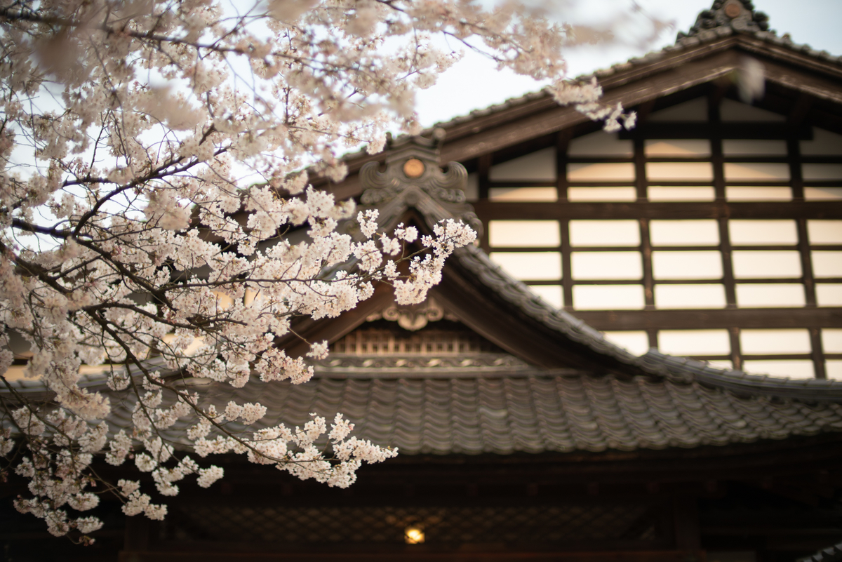 f:id:Paradisia:20190406190748j:plain f:id:Paradisia:20190406190748j:plain