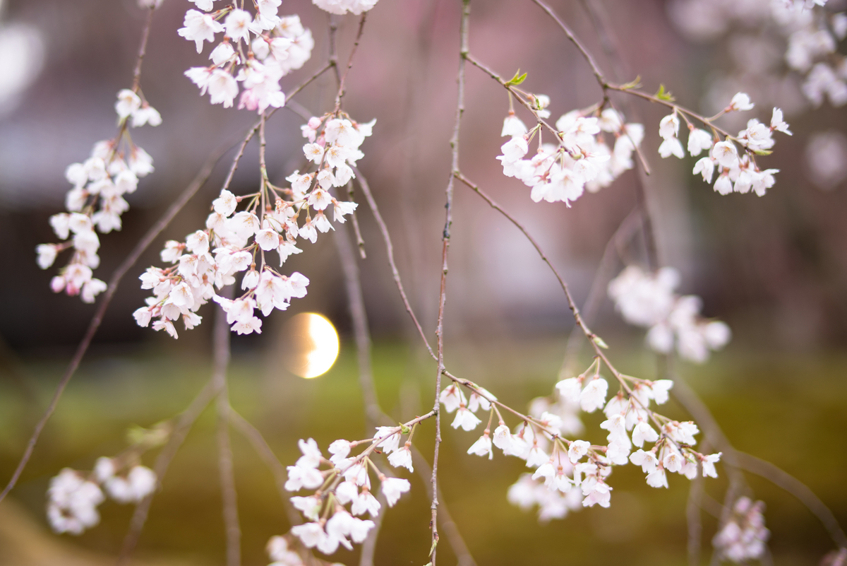 f:id:Paradisia:20190406190905j:plain