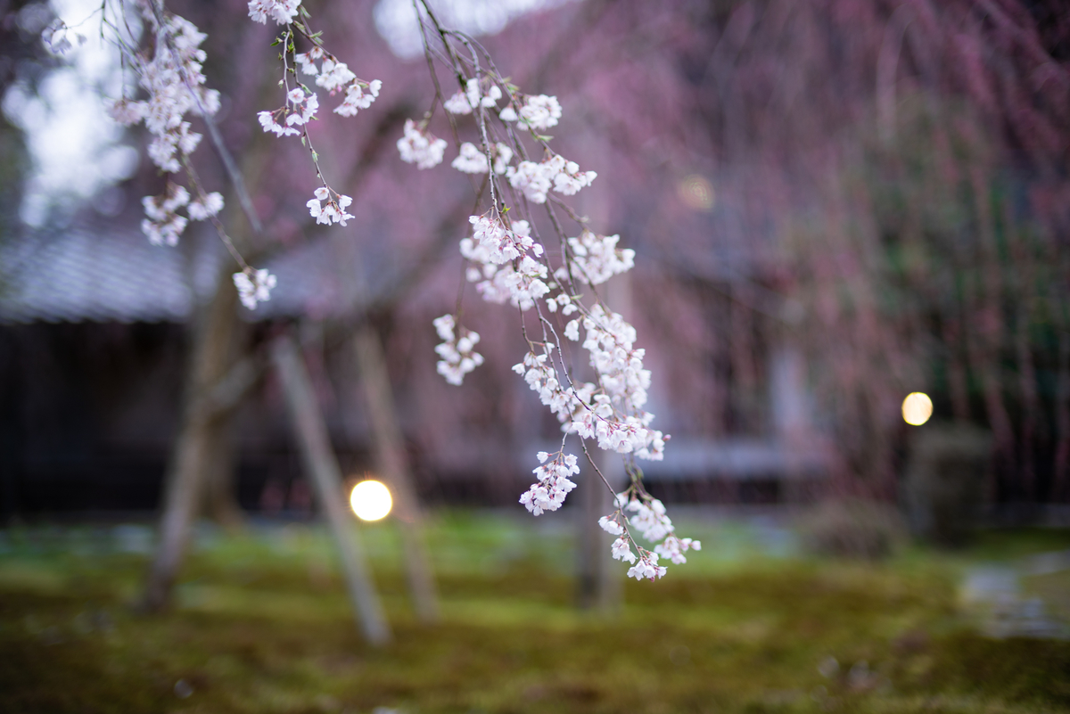 f:id:Paradisia:20190406190916j:plain