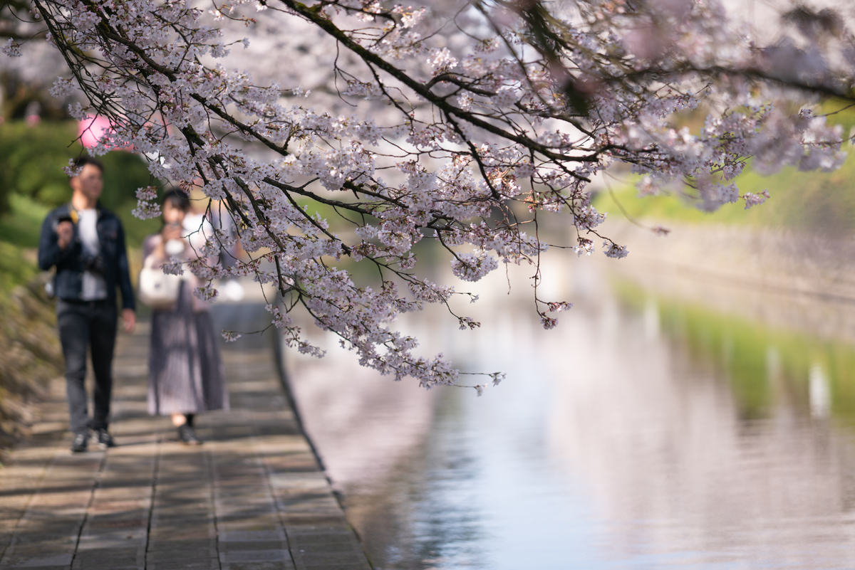 f:id:Paradisia:20190406203912j:plain