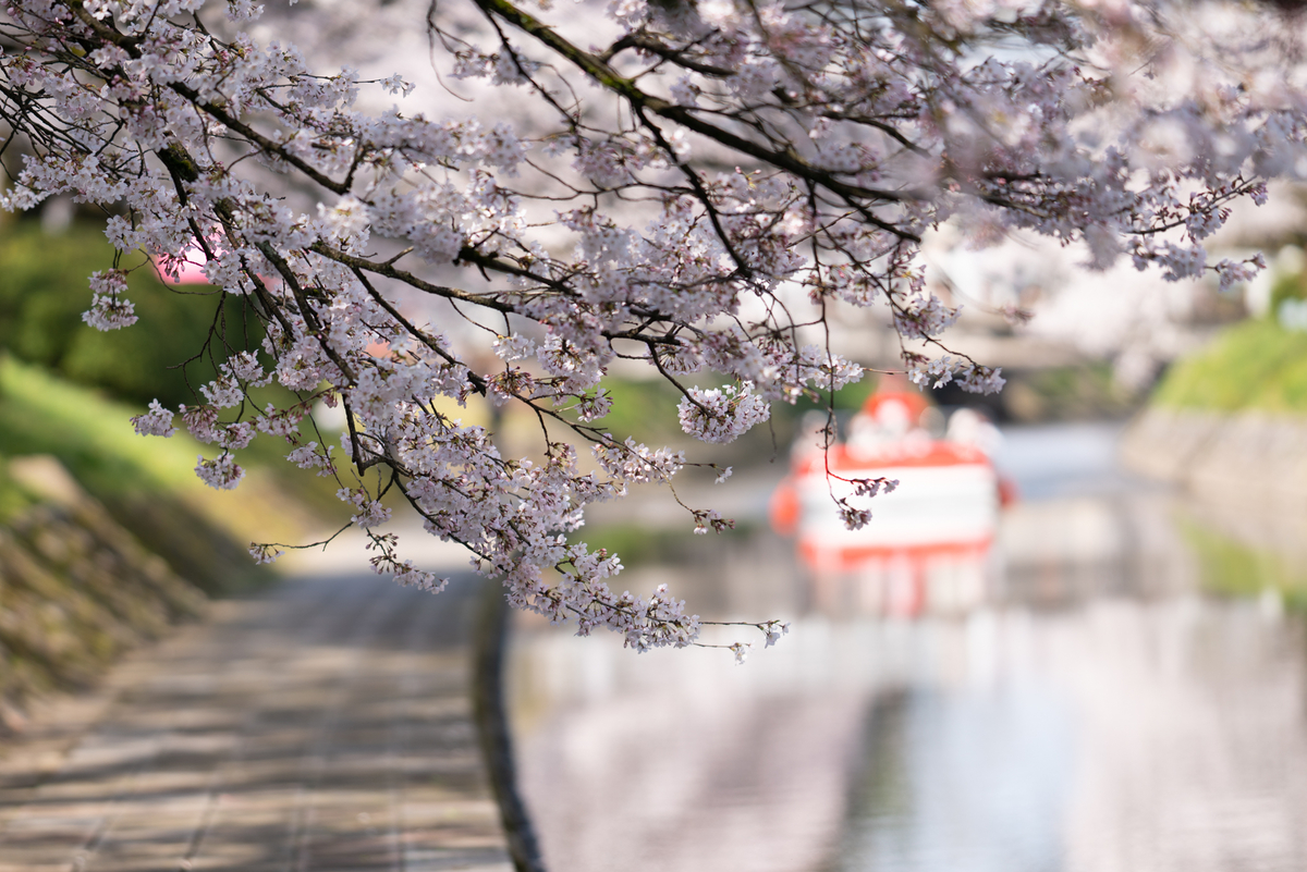 f:id:Paradisia:20190406203936j:plain f:id:Paradisia:20190406203936j:plain