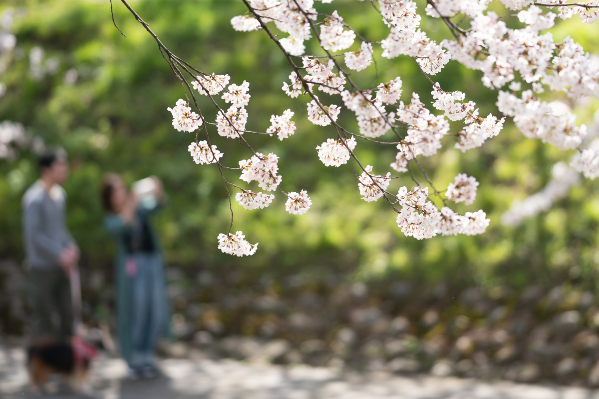 f:id:Paradisia:20190406203957j:plain f:id:Paradisia:20190406203957j:plain