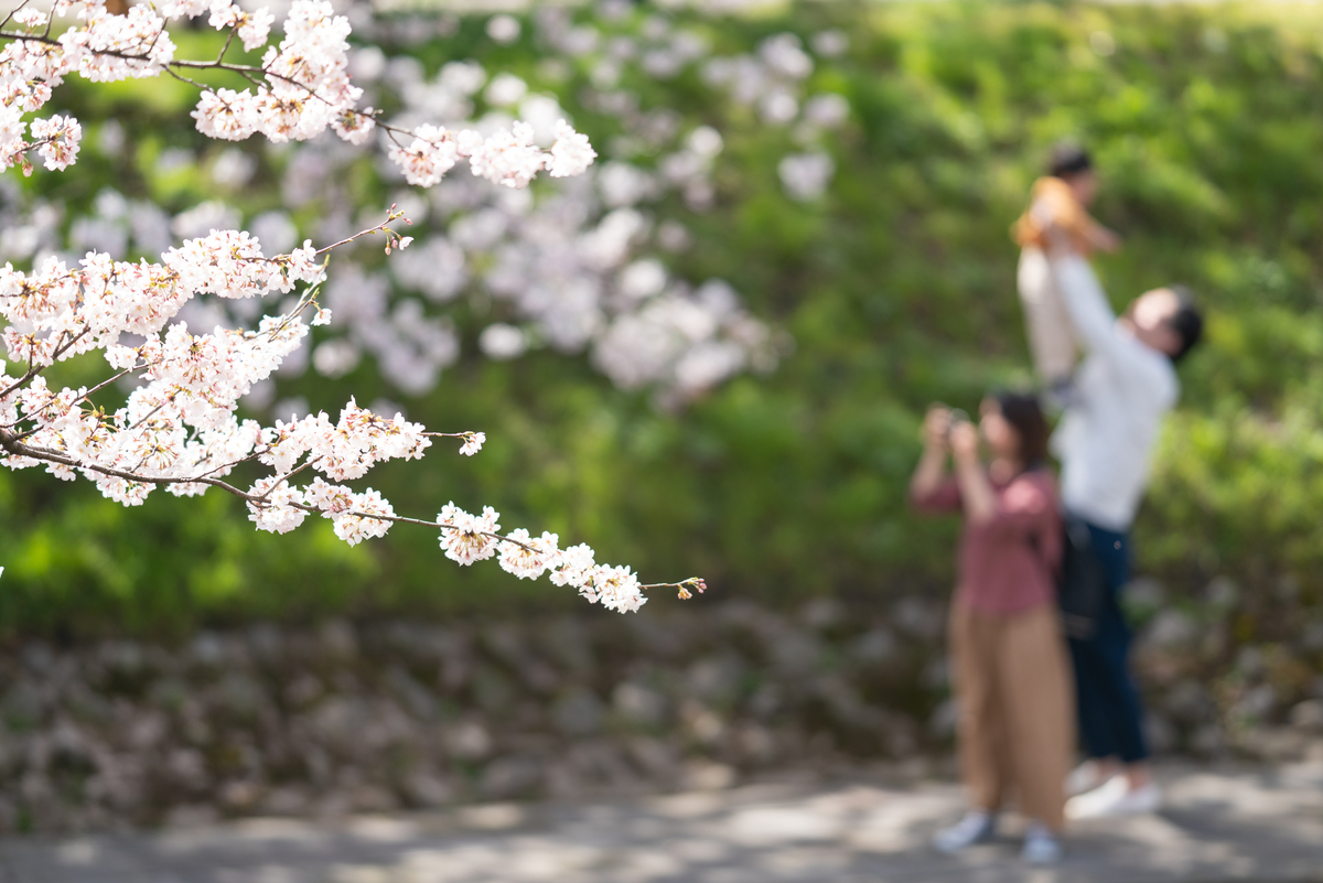 f:id:Paradisia:20190406204010j:plain
