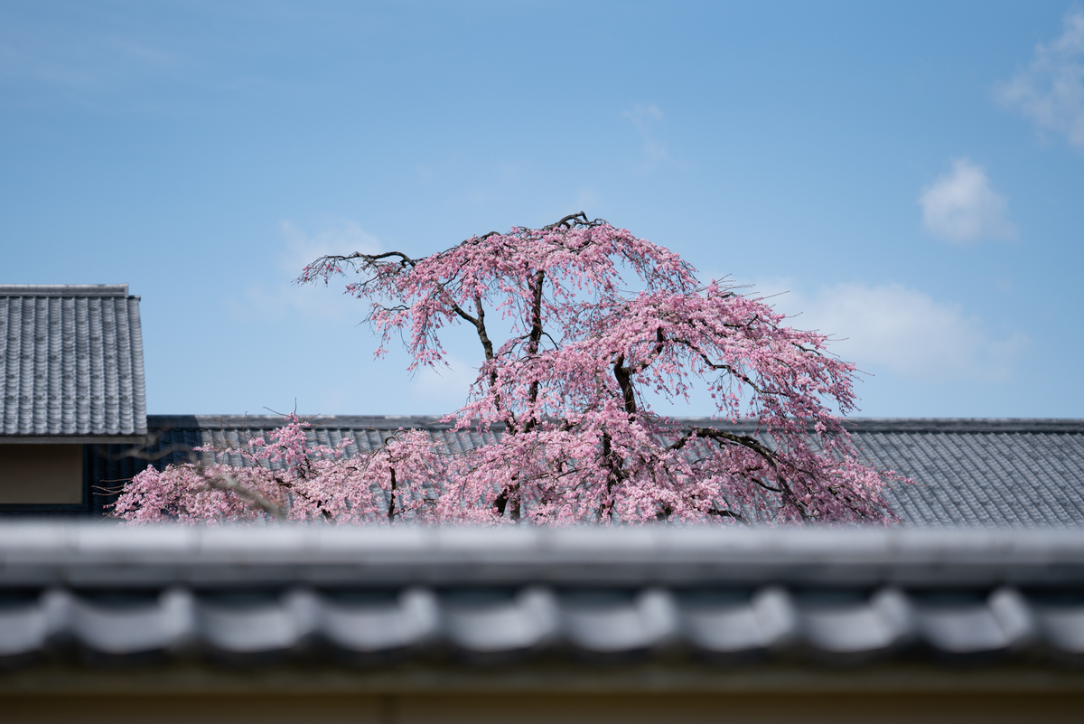 f:id:Paradisia:20190407161725j:plain