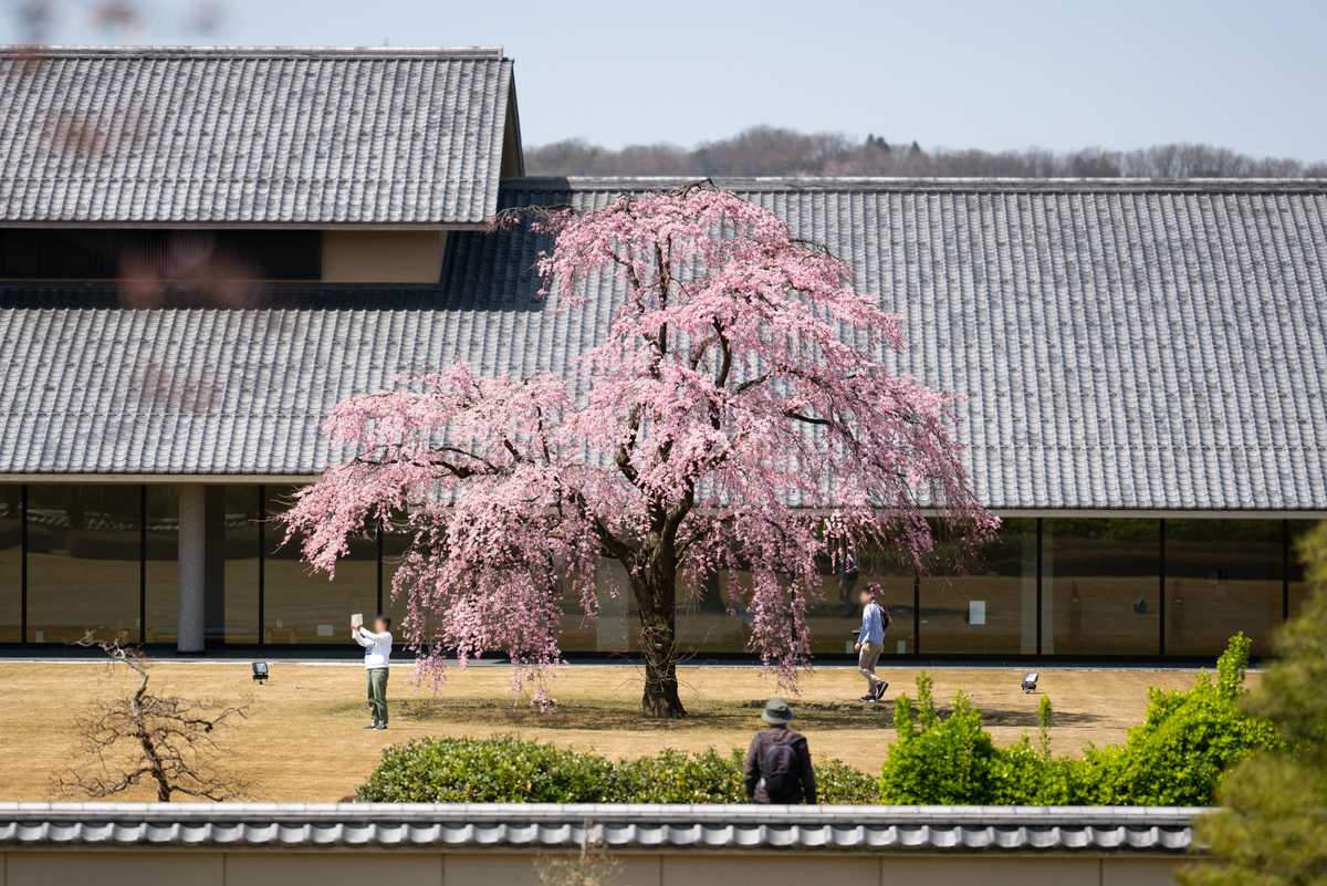 f:id:Paradisia:20190407162326j:plain