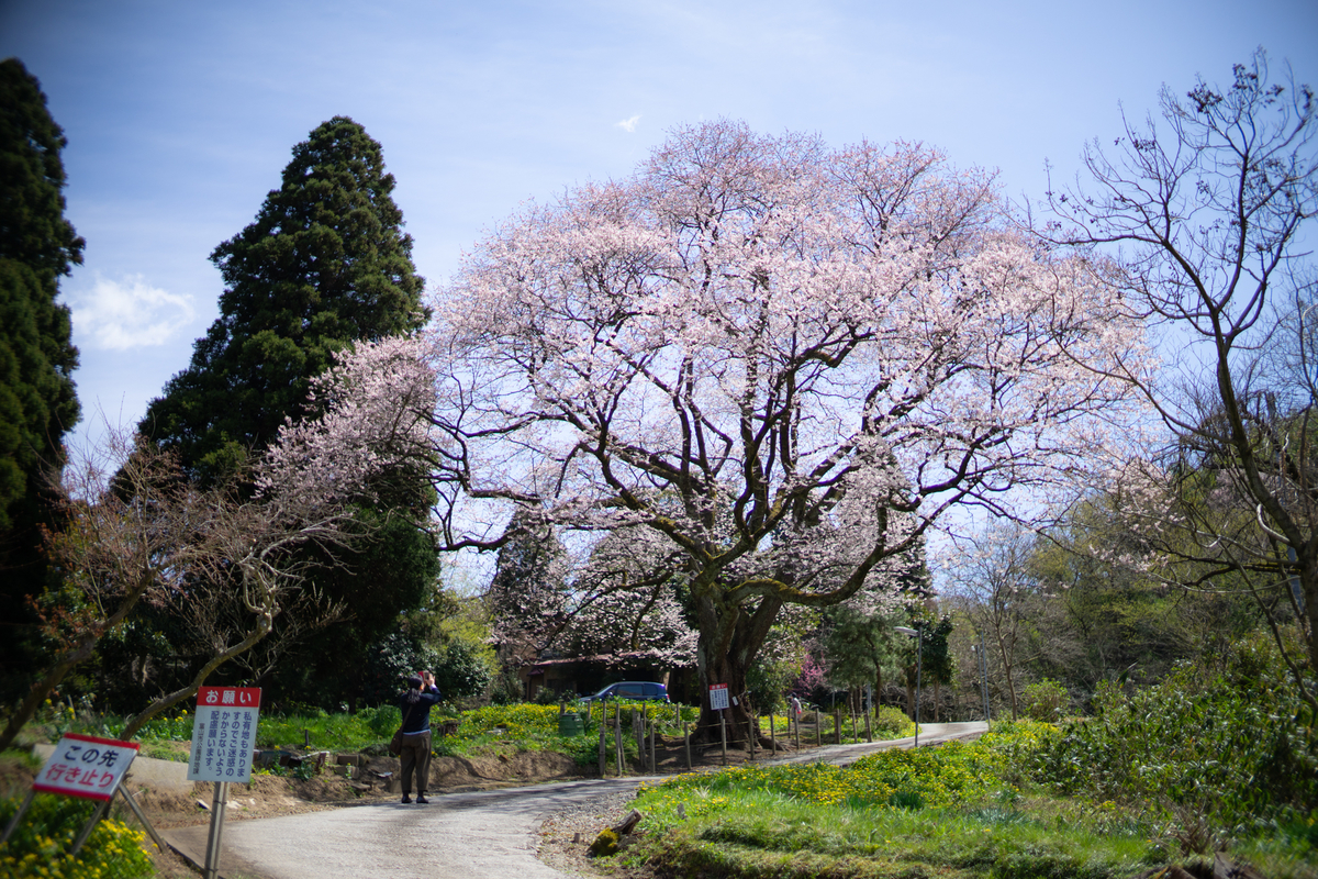 f:id:Paradisia:20190410071940j:plain