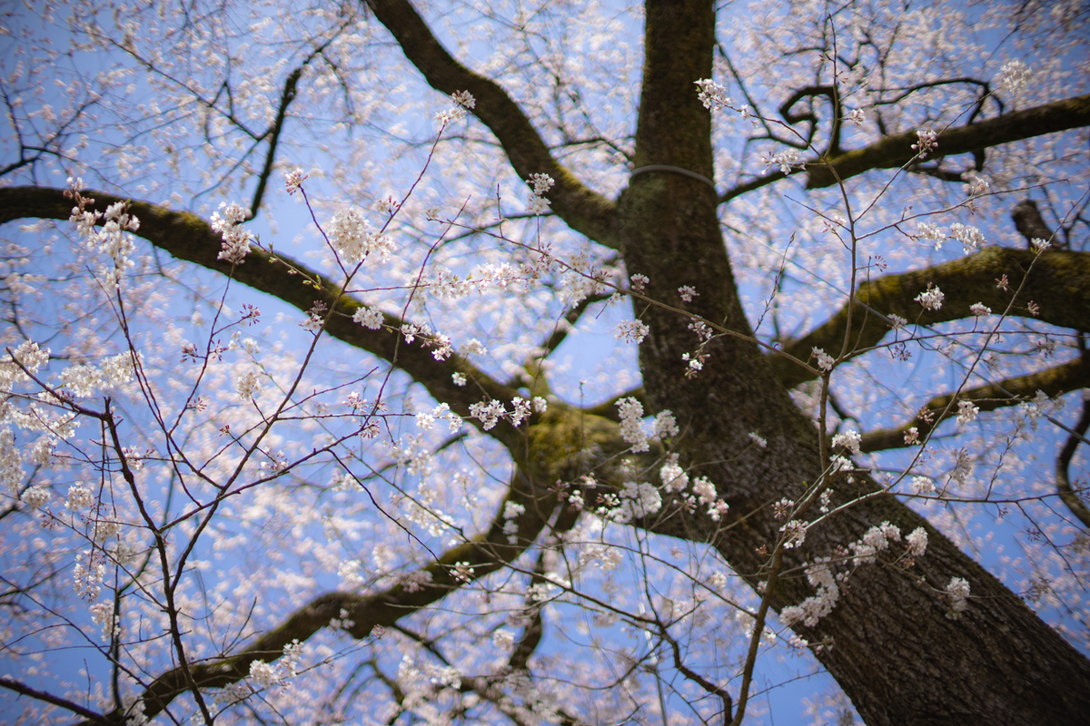 f:id:Paradisia:20190410072001j:plain