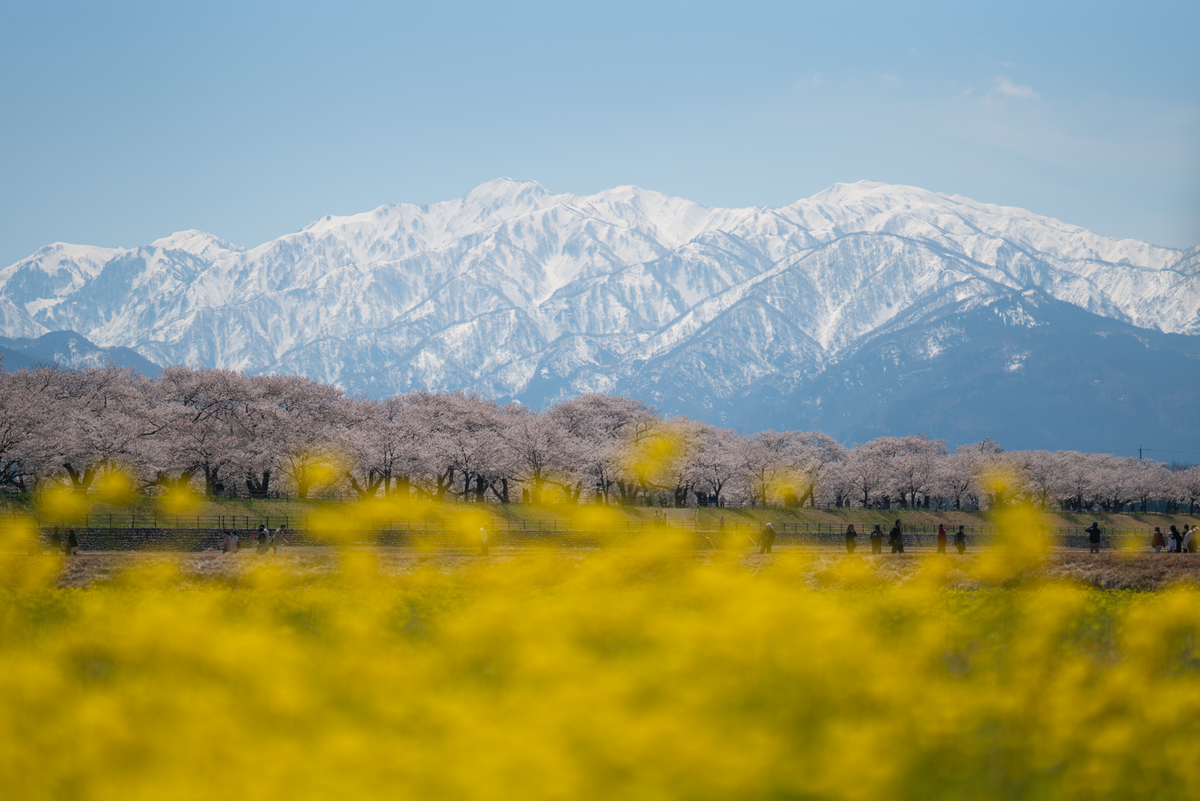 f:id:Paradisia:20190413183615j:plain