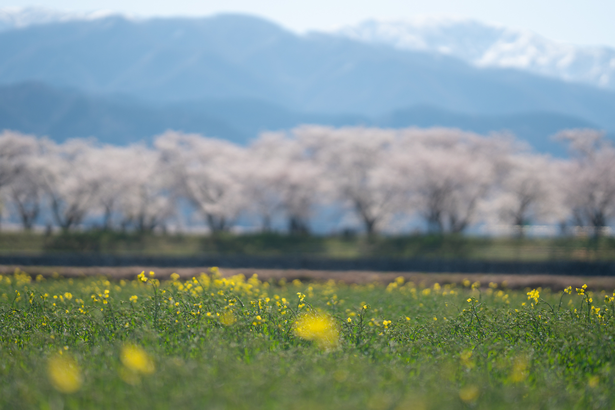 f:id:Paradisia:20190413183636j:plain