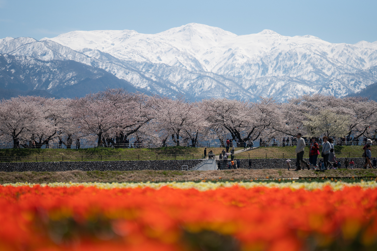 f:id:Paradisia:20190413184304j:plain