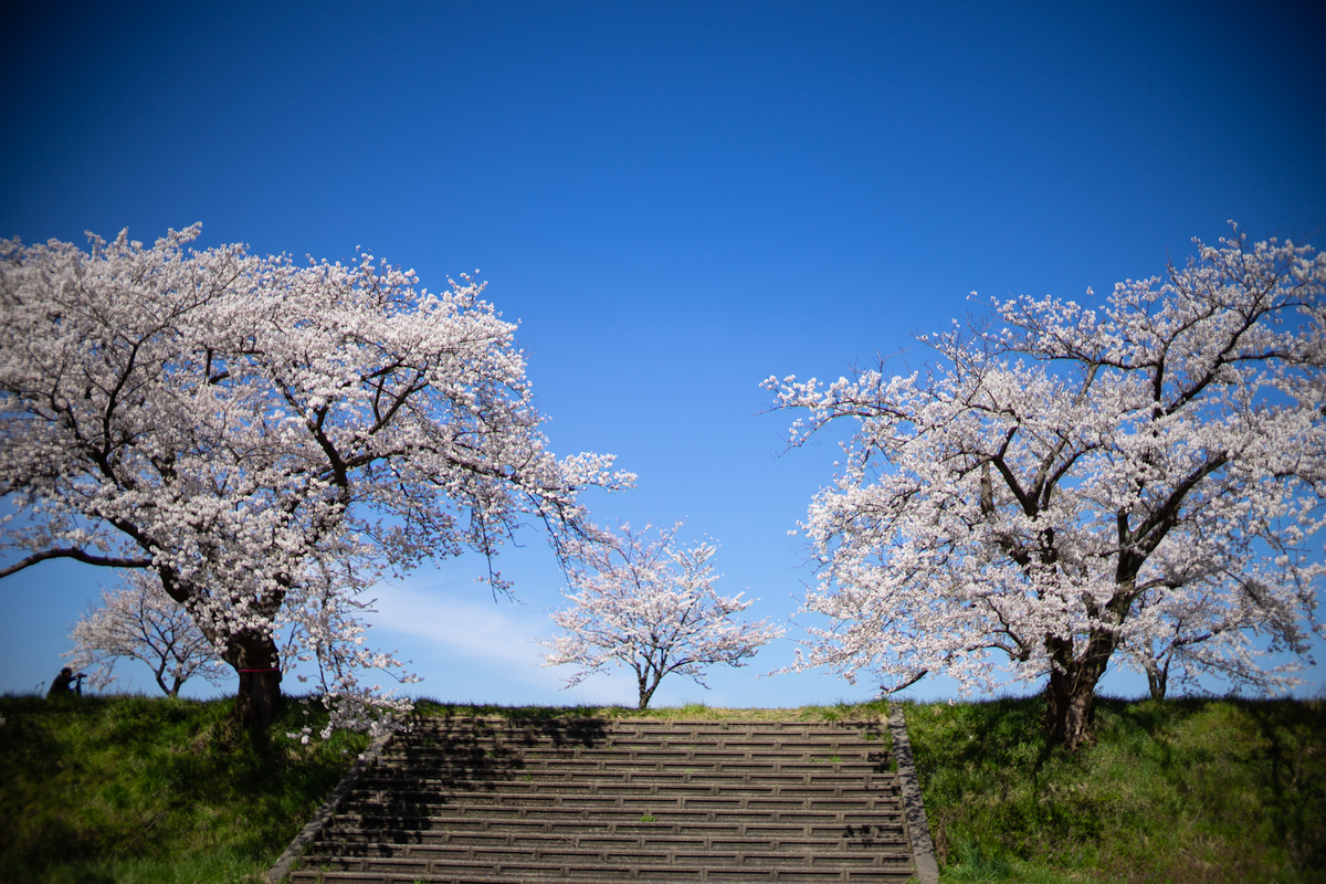 f:id:Paradisia:20190413195859j:plain f:id:Paradisia:20190413195859j:plain