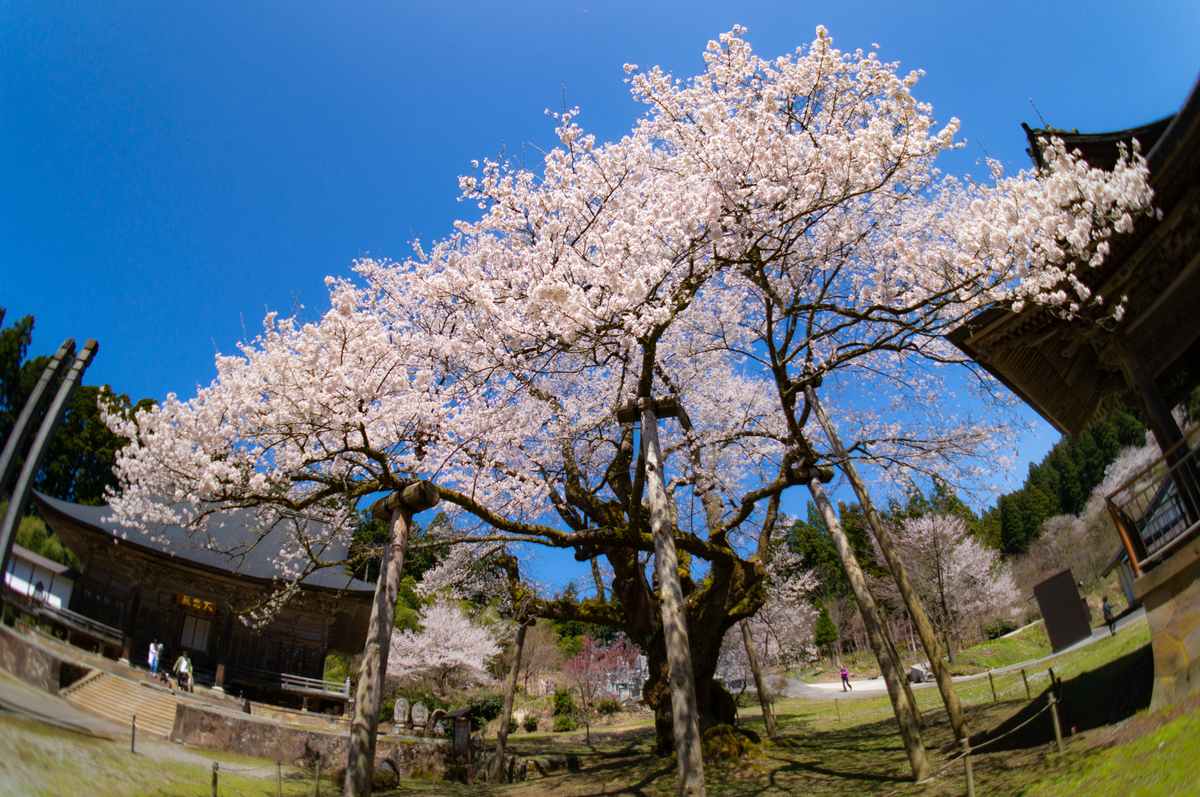 f:id:Paradisia:20190413205507j:plain